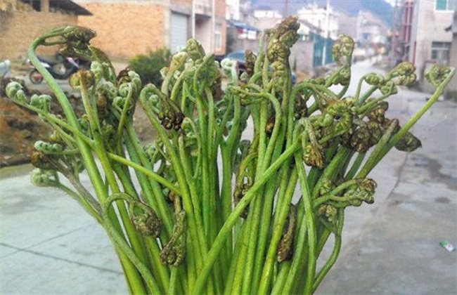 野菜种植 注意事项 野菜