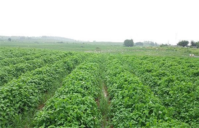 野菜种植 注意事项 野菜