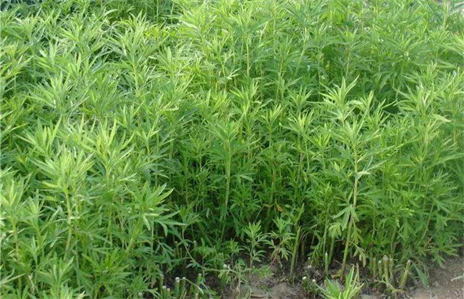 野菜种植 注意事项 野菜