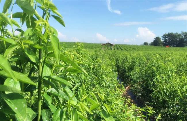 野菜种植 注意事项 野菜