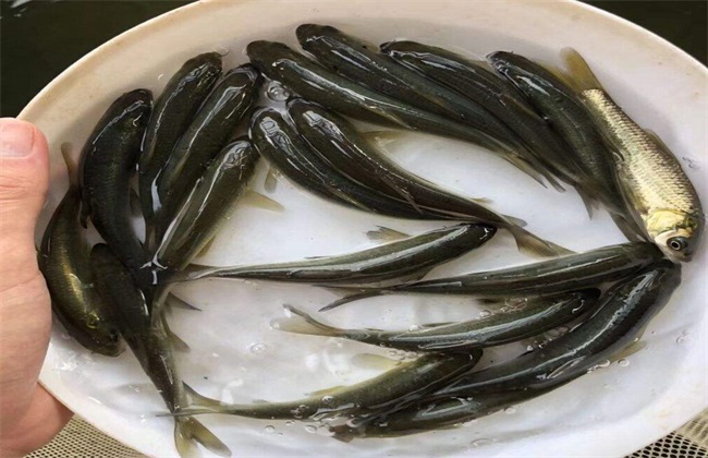 规格