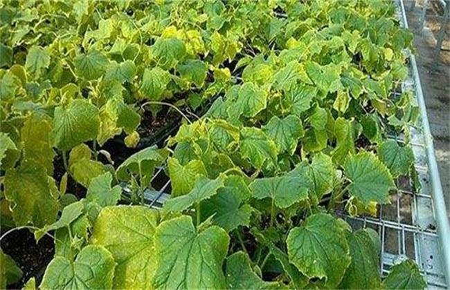 黄瓜萎焉原因及防治方法