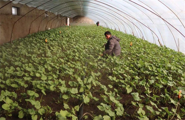 野菜种植前景 野菜种植 野菜