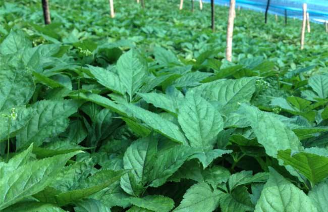 野菜种植前景 野菜种植 野菜
