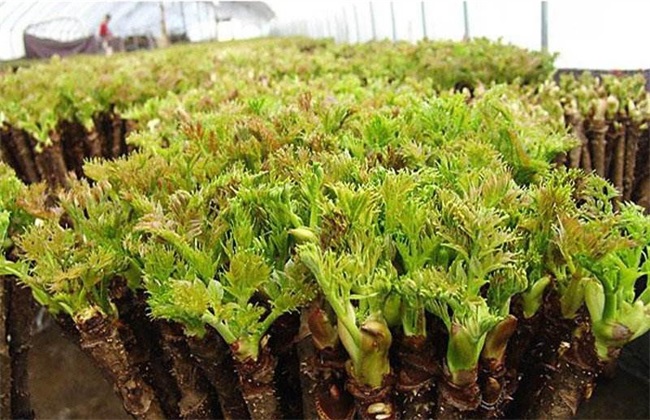 野菜种植前景 野菜种植 野菜