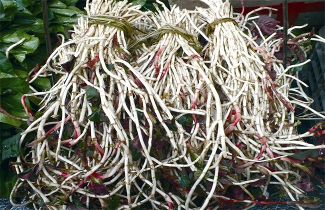 鱼腥草