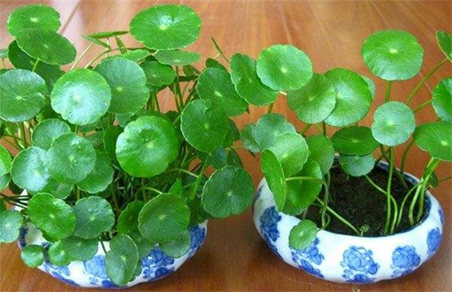 铜钱草 养殖方法 注意事项