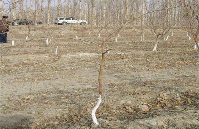 小树