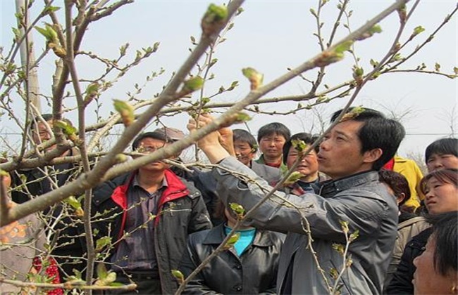 桑葚树施肥方法