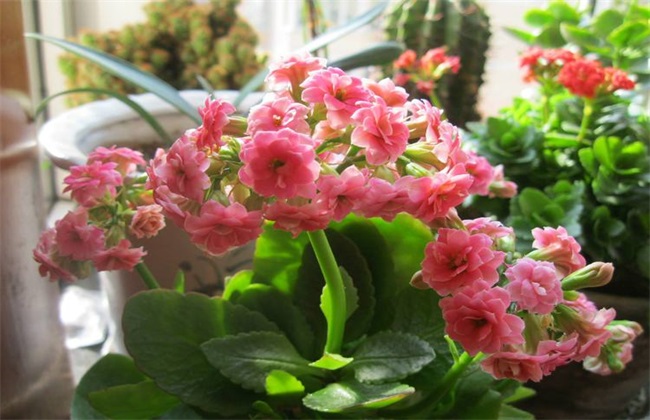 开花