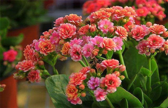 花枝