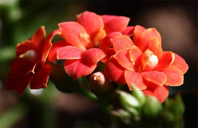 花色