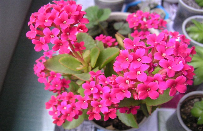 植株