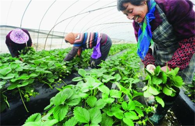 草莓疏花疏果技术