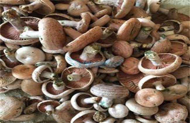 小枞菌