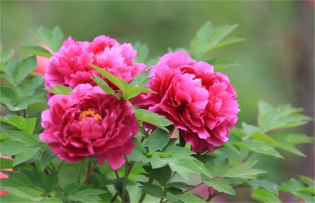 牡丹花怎么养