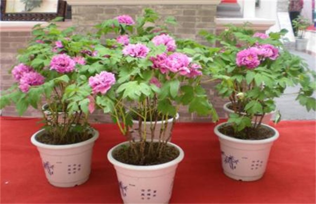 牡丹花怎么养