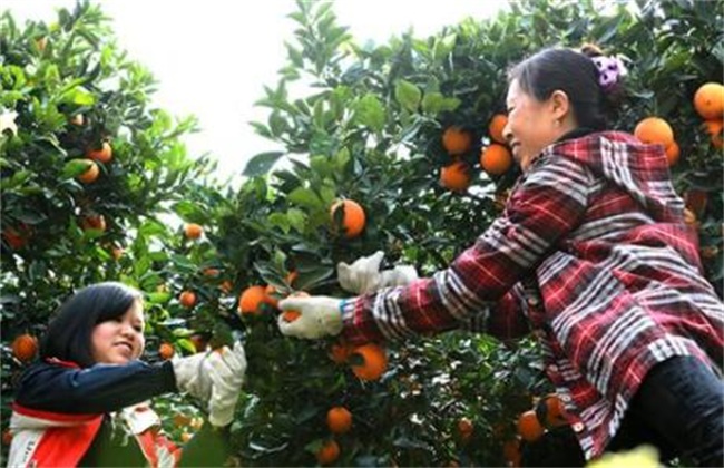 脐橙疏果时间及方法