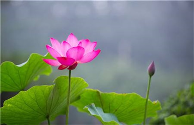 开花
