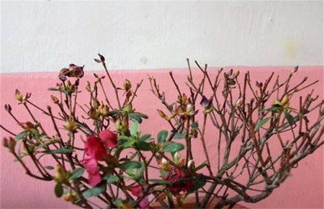 杜鹃花叶片变黄或脱落原因及解决方法