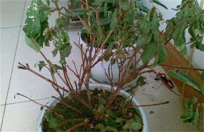 杜鹃花叶片变黄或脱落原因及解决方法