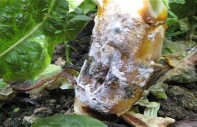 莴笋菌核病的防治技术