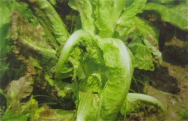 莴笋菌核病的防治技术