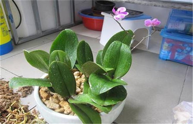 蝴蝶兰不开花的原因