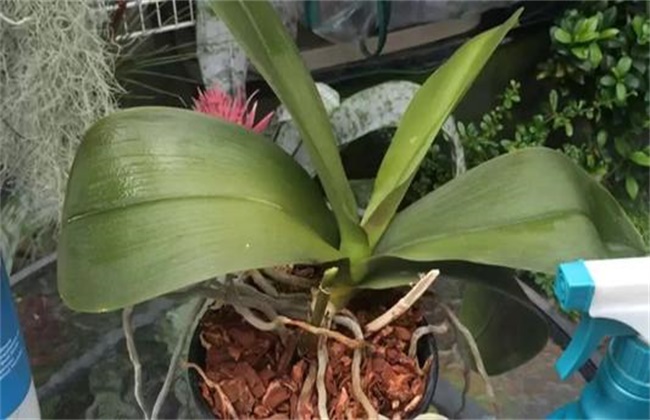 蝴蝶兰不开花的原因