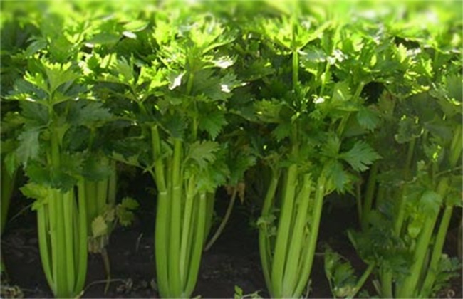 夏季芹菜 种植技术 芹菜种植