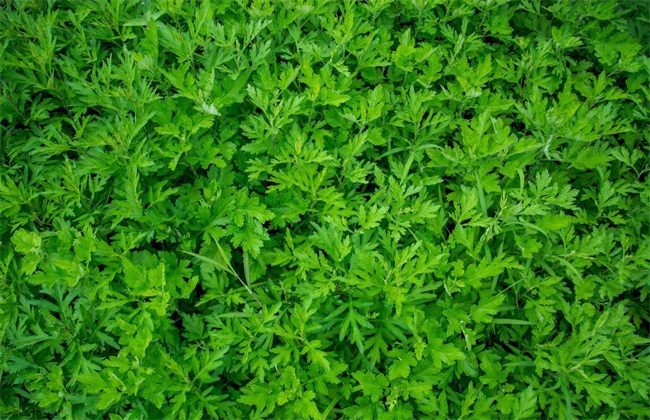 艾草
