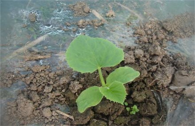 甜瓜定植后管理 甜瓜管理