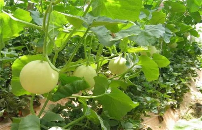 甜瓜定植后管理 甜瓜管理