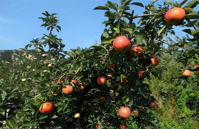 苹果园 夏季管理 技术要点