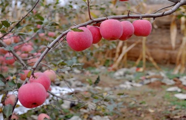 苹果园 夏季管理 技术要点
