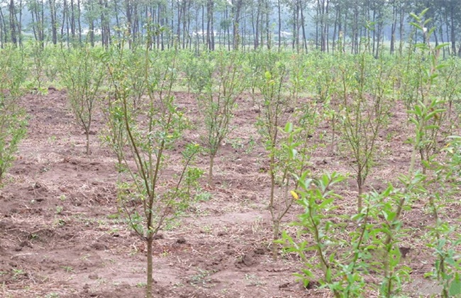 石榴移植时间和方法