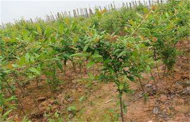 石榴移植时间和方法