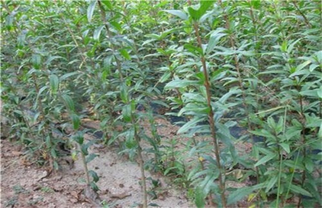 石榴移植时间和方法