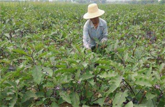 茄子盛夏期追肥注意事项