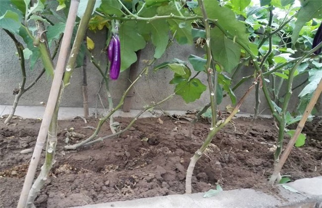 茄子盛夏期追肥注意事项
