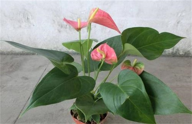 红掌不开花的原因及处理方法
