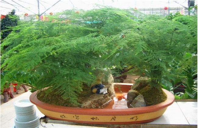 文竹 养殖方法 注意事项