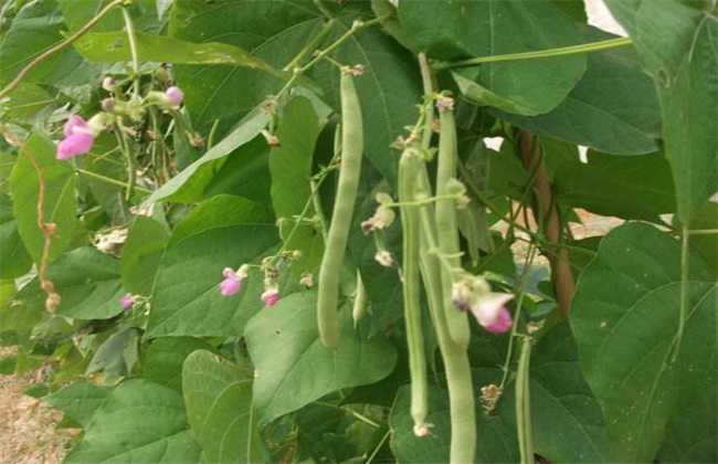 八月适合种植什么蔬菜