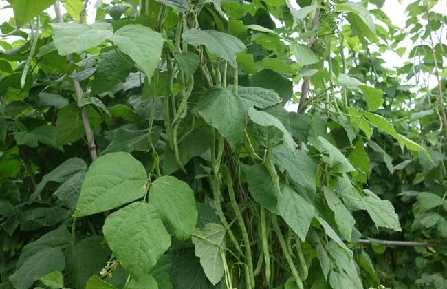 八月适合种植什么蔬菜