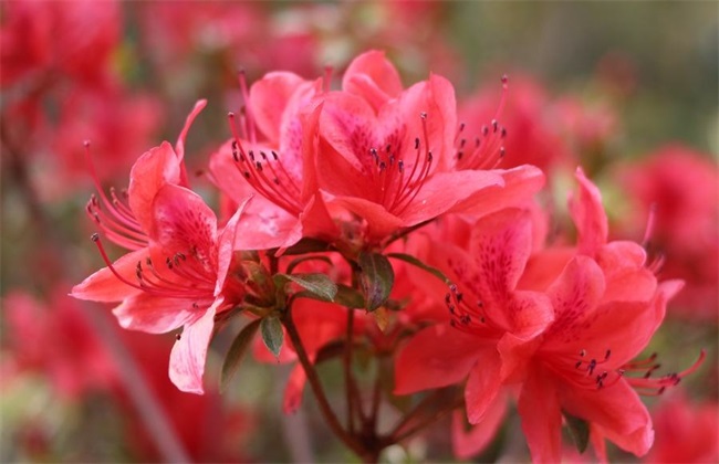 开花