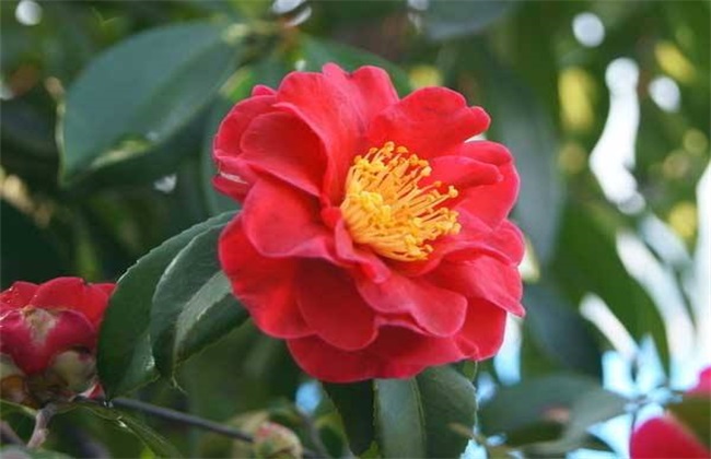 开花