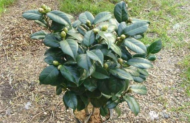 小树