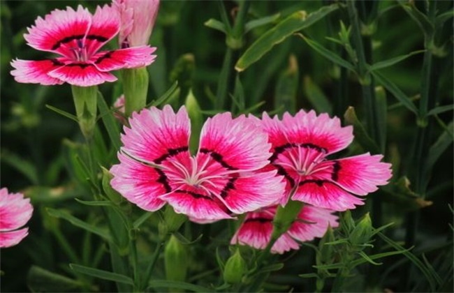 开花