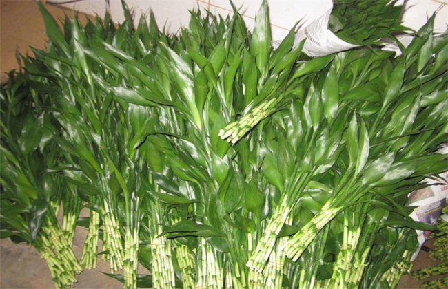 富贵竹 养殖方法 注意事项