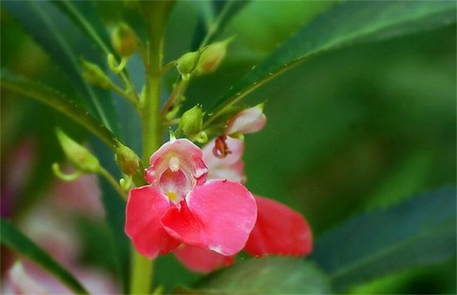 开花